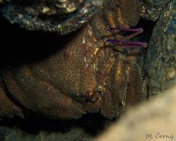 listorožec velký - Scyllarides latus - Mediterranean slipper lobster 