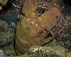 listorožec velký - Scyllarides latus - Mediterranean slipper lobster 