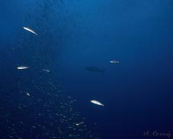 sardinka obecná - Sardina pilchardus -The European pilchard
