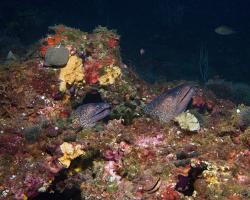muréna obecná - Muraena helena - Mediterranean moray 