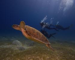 kareta obrovská - Chelonia mydas - green sea turtle 