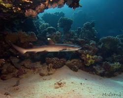 žralok lagunový - Triaenodon obesus - whitetip reef shark 