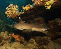 žralok lagunový - Triaenodon obesus - whitetip reef shark 