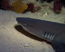 žralok lagunový - Triaenodon obesus - whitetip reef shark 