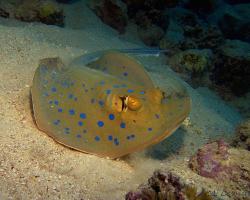 trnucha modroskvrnná - Taeniura lymma - bluespotted ribbontail ray 