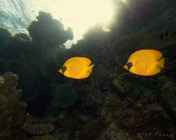 klipka pološkrabošková - Chaetodon semilarvatus - blue-cheeked butterflyfish