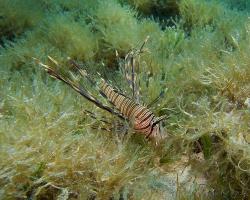 perutýn ďábelský - Pterois miles - Devil firefish 