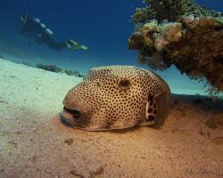 čtverzubec hvězdnatý - Arothron stellatus - stellate puffer 