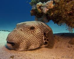 čtverzubec hvězdnatý - Arothron stellatus - stellate puffer 