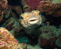 ježík žlutoskvrnný - Cyclichthys spilostylus - spotbase burrfish 
