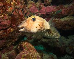 ježík žlutoskvrnný - Cyclichthys spilostylus - spotbase burrfish 