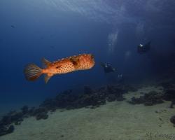 ježík žlutoskvrnný - Cyclichthys spilostylus - spotbase burrfish 