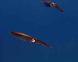 oliheň - Sepioteuthis lessoniana - bigfin reef squid 