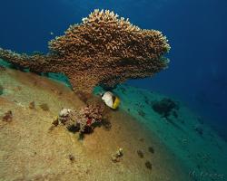 klipka praporková - Chaetodon auriga - Threadfin butterflyfish 