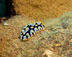 nahožábrý plž - Phyllidia rueppelii - dorid nudibranch 