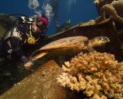 kareta pravá - Eretmochelys imbricata - hawksbill sea turtle 