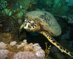 kareta pravá - Eretmochelys imbricata - hawksbill sea turtle 