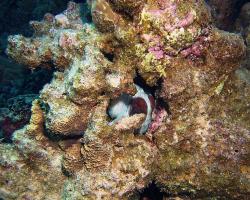 chobotnice modrá - Octopus cyanea - big blue octopus 