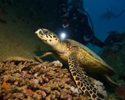 kareta pravá - Eretmochelys imbricata - hawksbill sea turtle 
