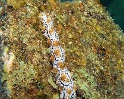 mořská okurka (mládě) - Pearsonothuria graeffei (juvenile) - Blackspotted Sea Cucumber 