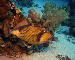 ostenec zelenavý - Balistoides viridescens - titan triggerfish 