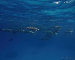 delfín dlouholebý - Stenella longirostris - spinner dolphin