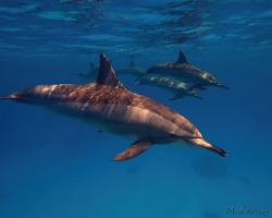 delfín dlouholebý - Stenella longirostris - spinner dolphin