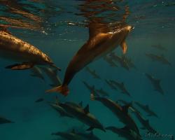 delfín dlouholebý - Stenella longirostris - spinner dolphin