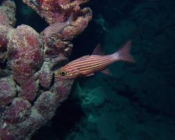 parmovec pruhovaný - Cheilodipterus macrodon - Large toothed cardinalfish 