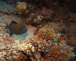 ostenec modrý - Pseudobalistes fuscus - Yellow-spotted triggerfish 