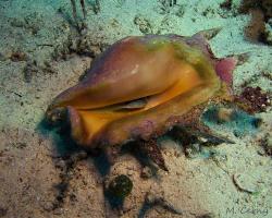 křídlatec prstovitý - Lambis lambis - spider conch 