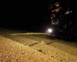 lulanka Commersonova - Fistularia commersonii - Bluespotted cornetfish 