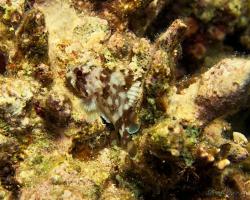ropušnice korálová - Sebastapistes cyanostigma - Yellowspotted scorpionfish 