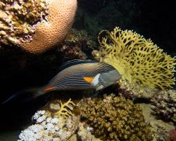 bodlok rudomořský - Acanthurus sohal - Sohal surgeonfish 