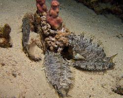 králíčkovec rudomořský - Siganus rivulatus - Marbled spinefoot 