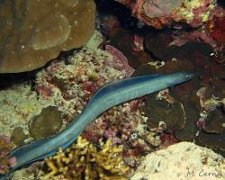 úhořovec šedý - Conger cinereus - Longfin African conger 