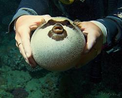 čtverzubec maskovaný - Arothron diadematus - masked puffer 