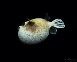 čtverzubec maskovaný - Arothron diadematus - masked puffer 