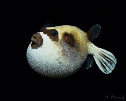 čtverzubec maskovaný - Arothron diadematus - masked puffer 