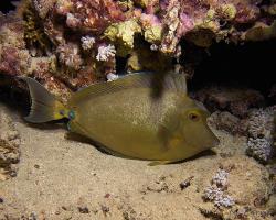 bodlok jednorohý - Naso unicornis - Bluespine unicornfish 