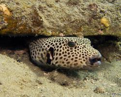 čtverzubec hvězdnatý - Arothron stellatus - stellate puffer 