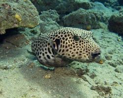 čtverzubec hvězdnatý - Arothron stellatus - stellate puffer 