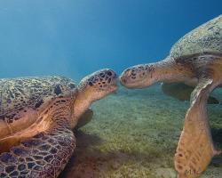 kareta obrovská - Chelonia mydas - green sea turtle 