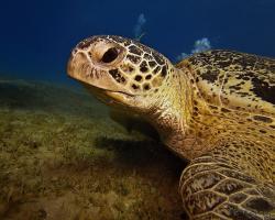 kareta obrovská - Chelonia mydas - green sea turtle 