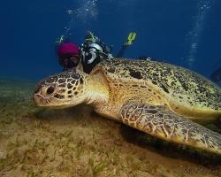 kareta obrovská - Chelonia mydas - green sea turtle 