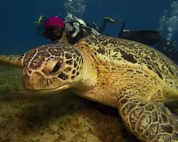 kareta obrovská - Chelonia mydas - green sea turtle 