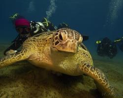 kareta obrovská - Chelonia mydas - green sea turtle 