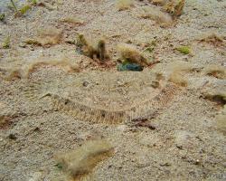 kambala leopardí - Bothus pantherinus - Leopard flounder 