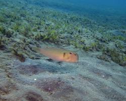 pyskoun pětiprstý - Iniistius pentadactylus - Fivefinger wrasse 