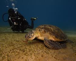 kareta obrovská - Chelonia mydas - green sea turtle 